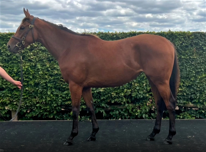 Horses For Sale – Conrad Allen Bloodstock and Racehorse Training