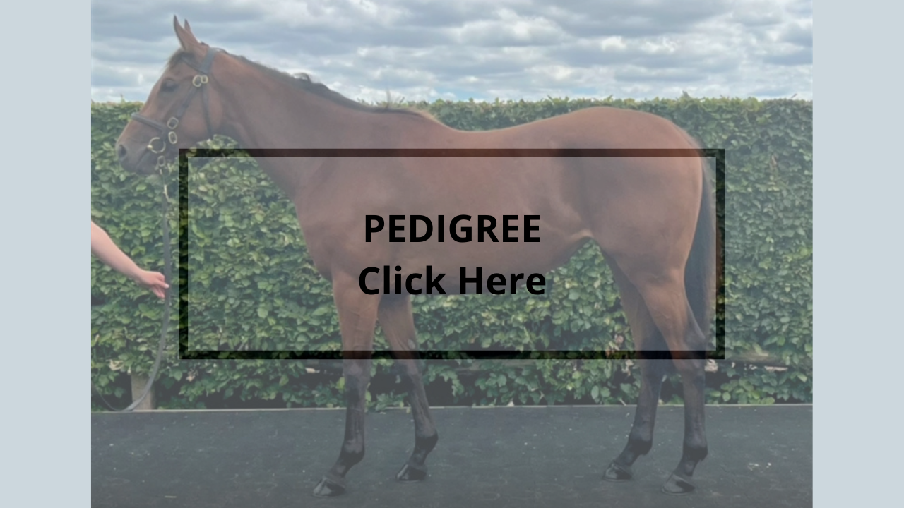 Horses For Sale – Conrad Allen Bloodstock and Racehorse Training