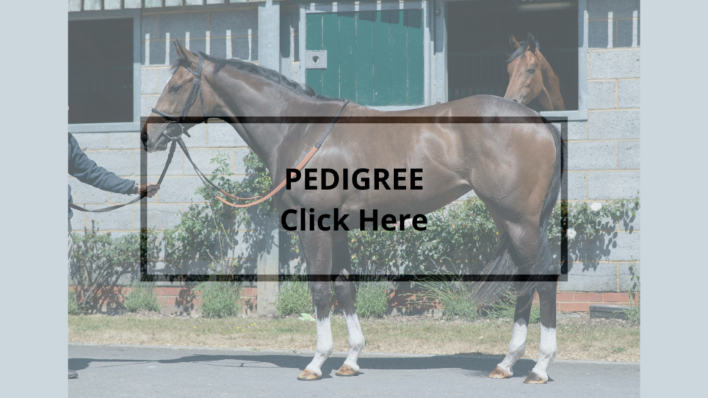 Horses For Sale – Conrad Allen Bloodstock and Racehorse Training