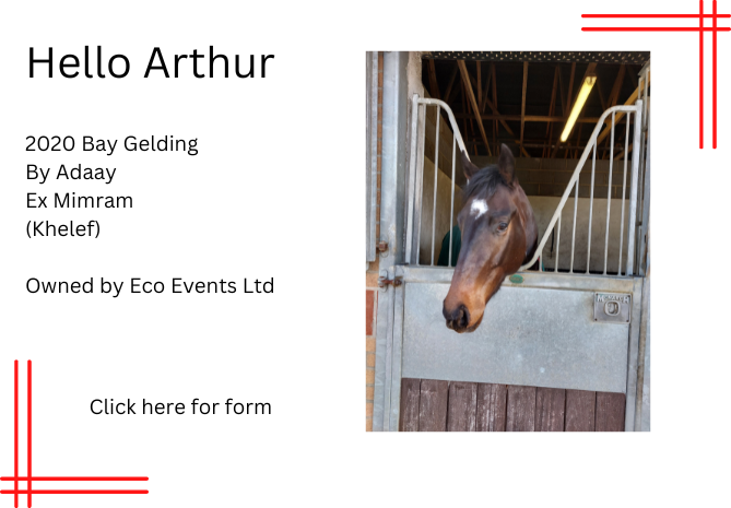 Meet The Horses – Conrad Allen Bloodstock and Racehorse Training